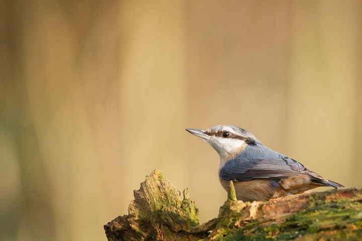 little bird