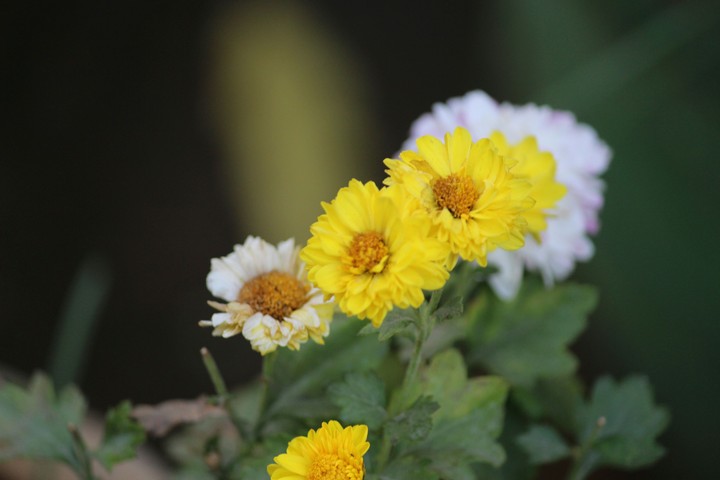 #Flowers