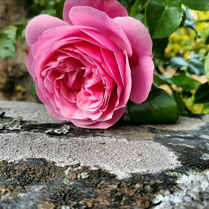 Pink rose  