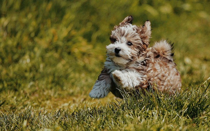 dog