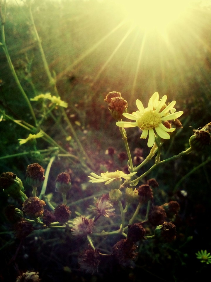 flover