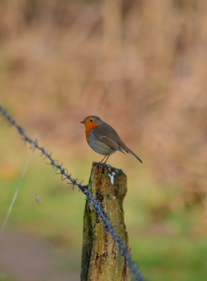 Bird