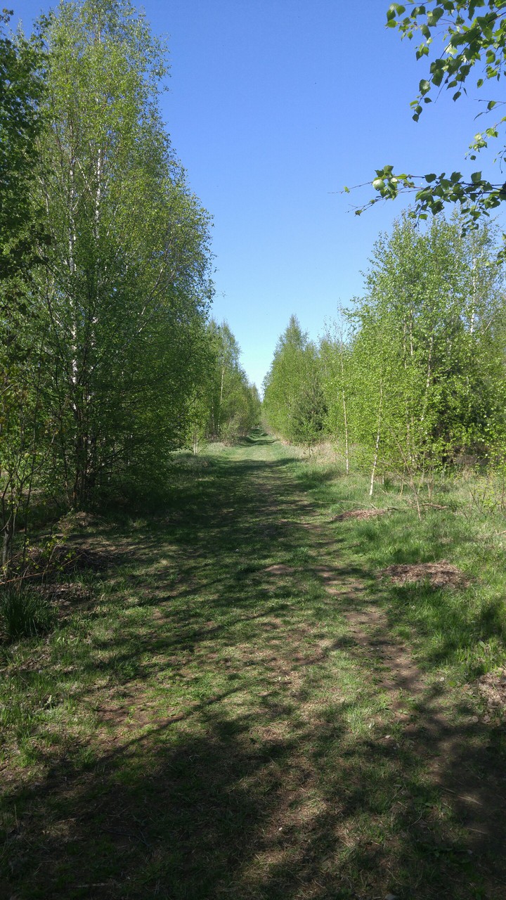Дорога в лесу