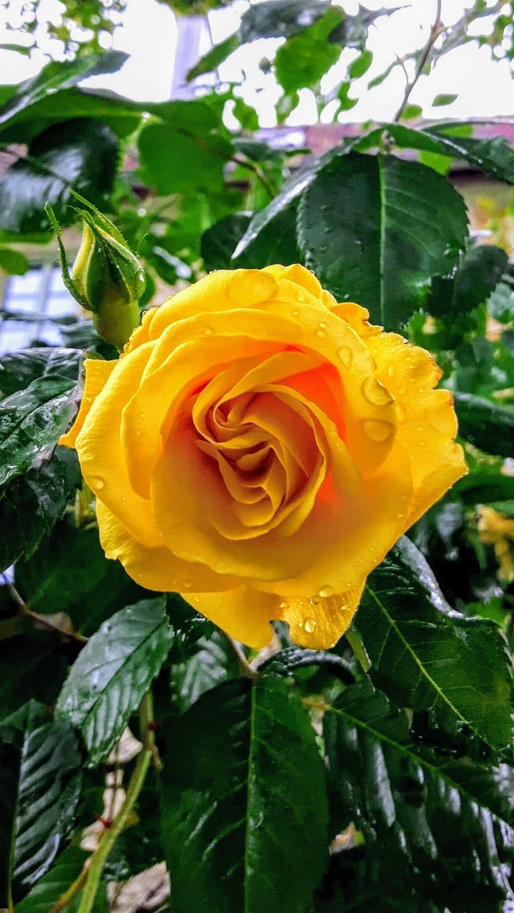 gelbe Rose
