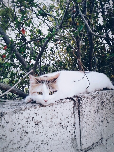 my love