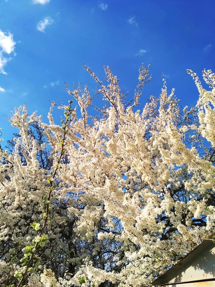 Сherry plum