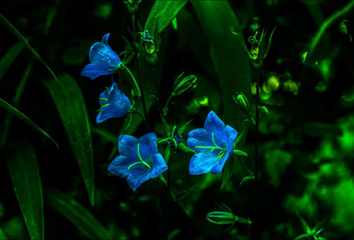 Bluebells