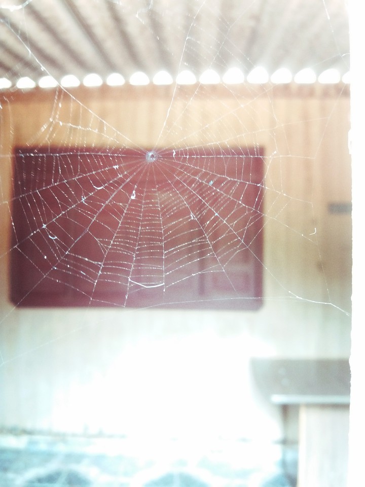 Spider web