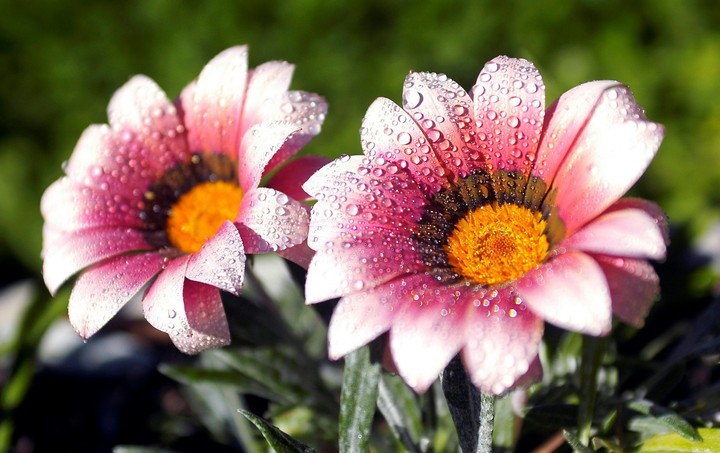 Beutifull flowers.