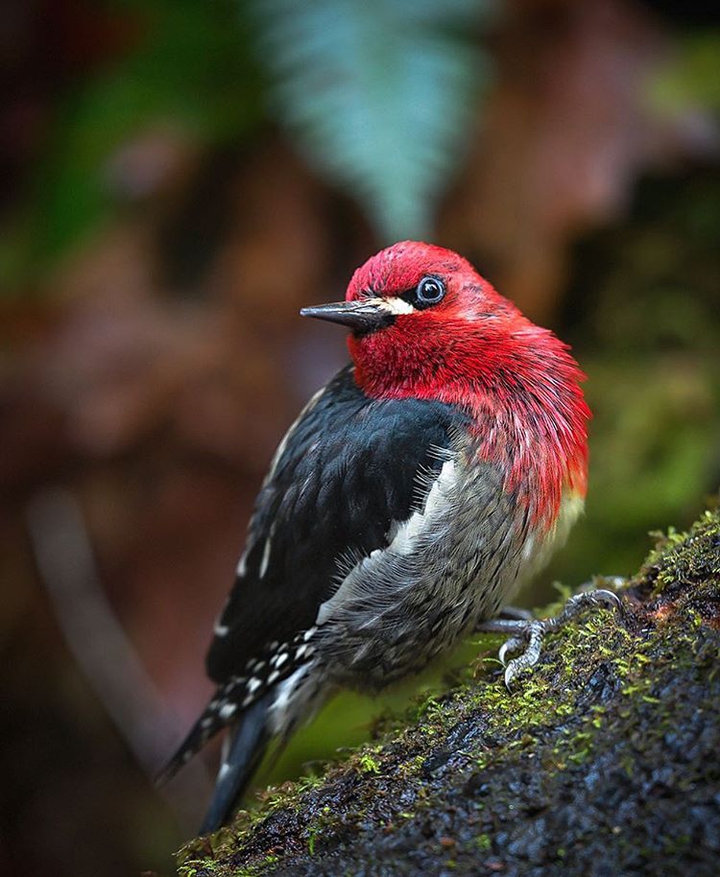 Red breasted Sapsucker