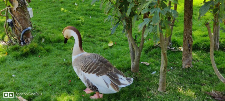 Duck