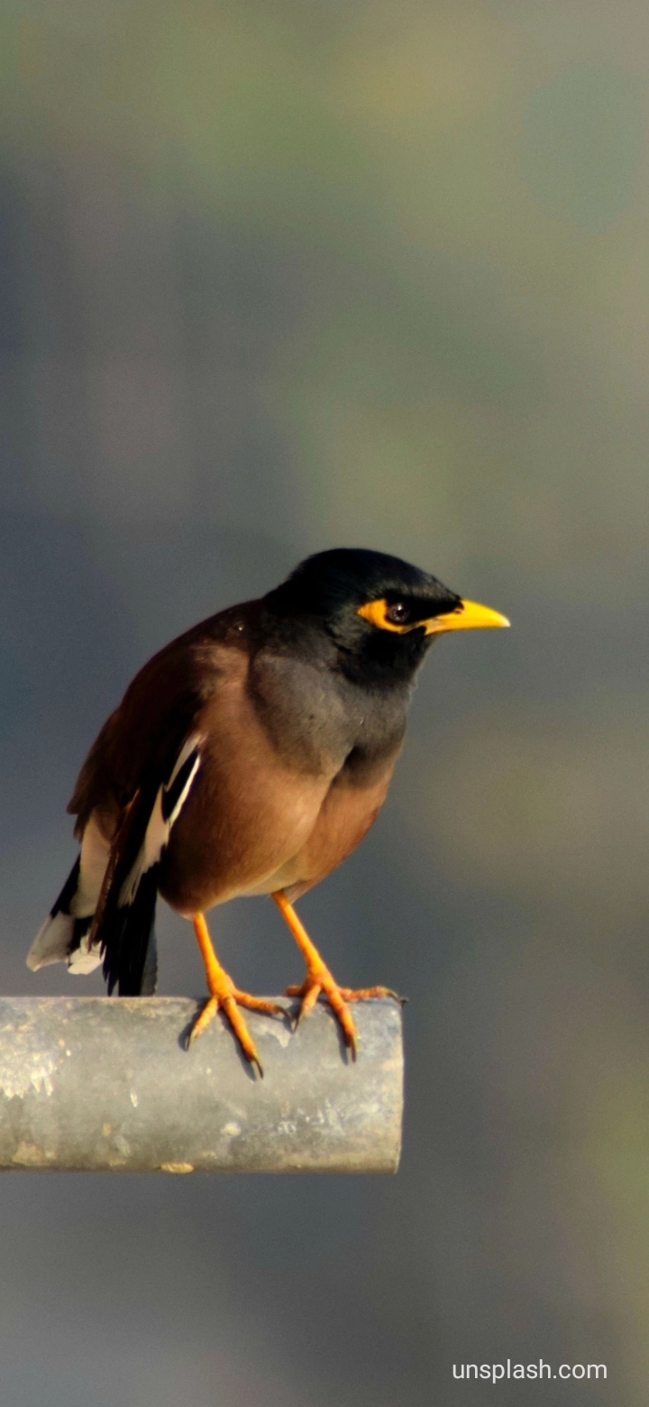 bird