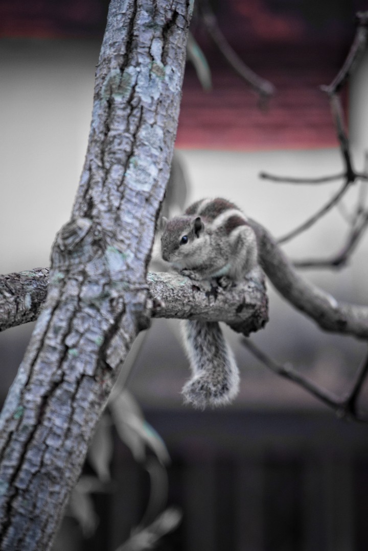 An observant squirrel