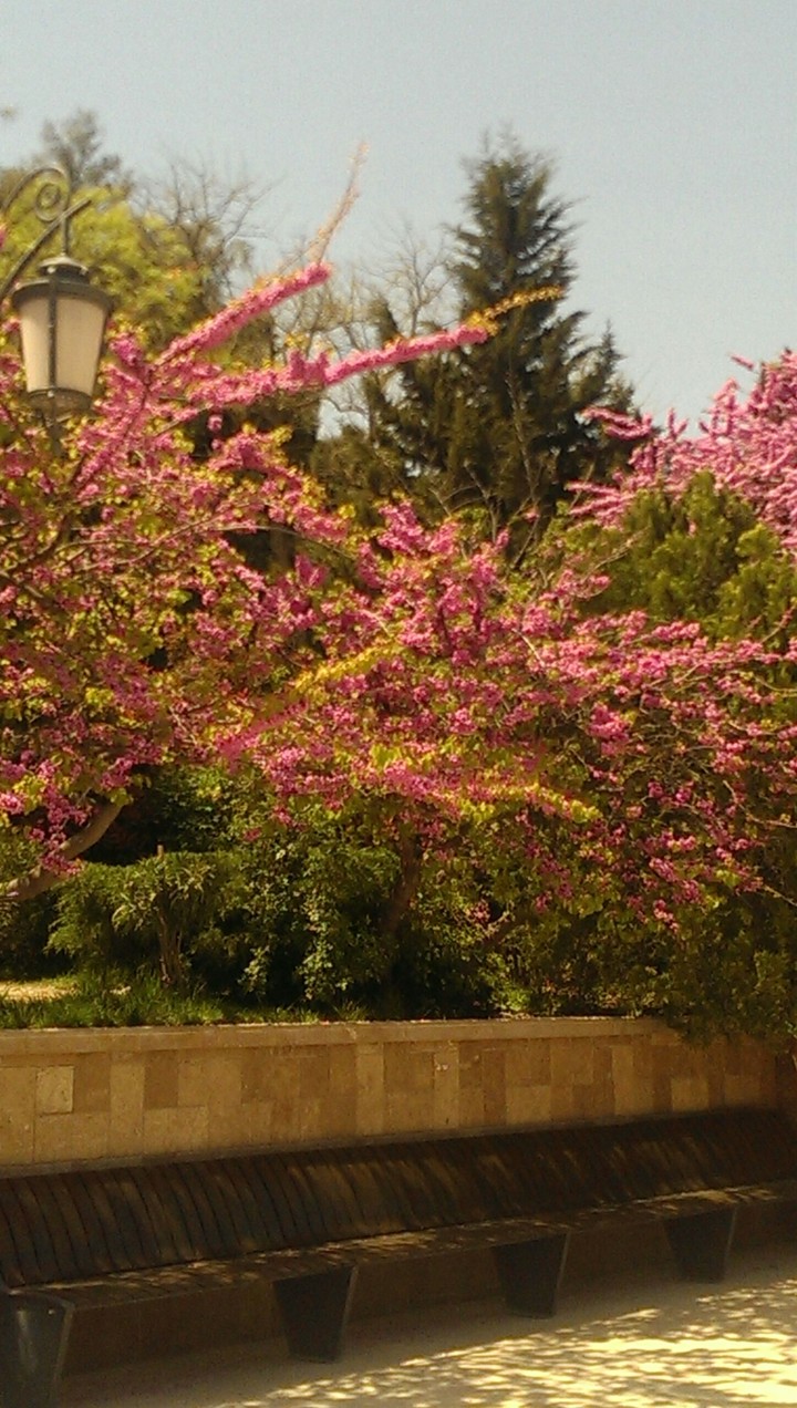 sakura
