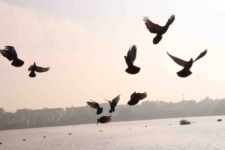 birds