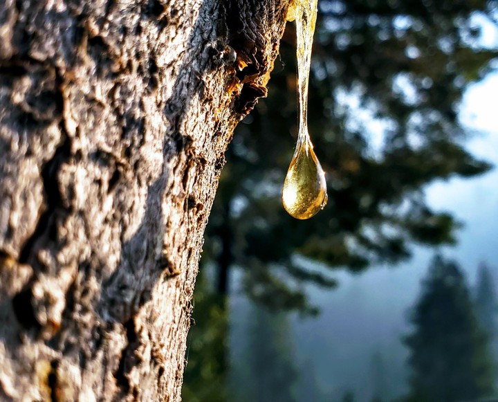 sap