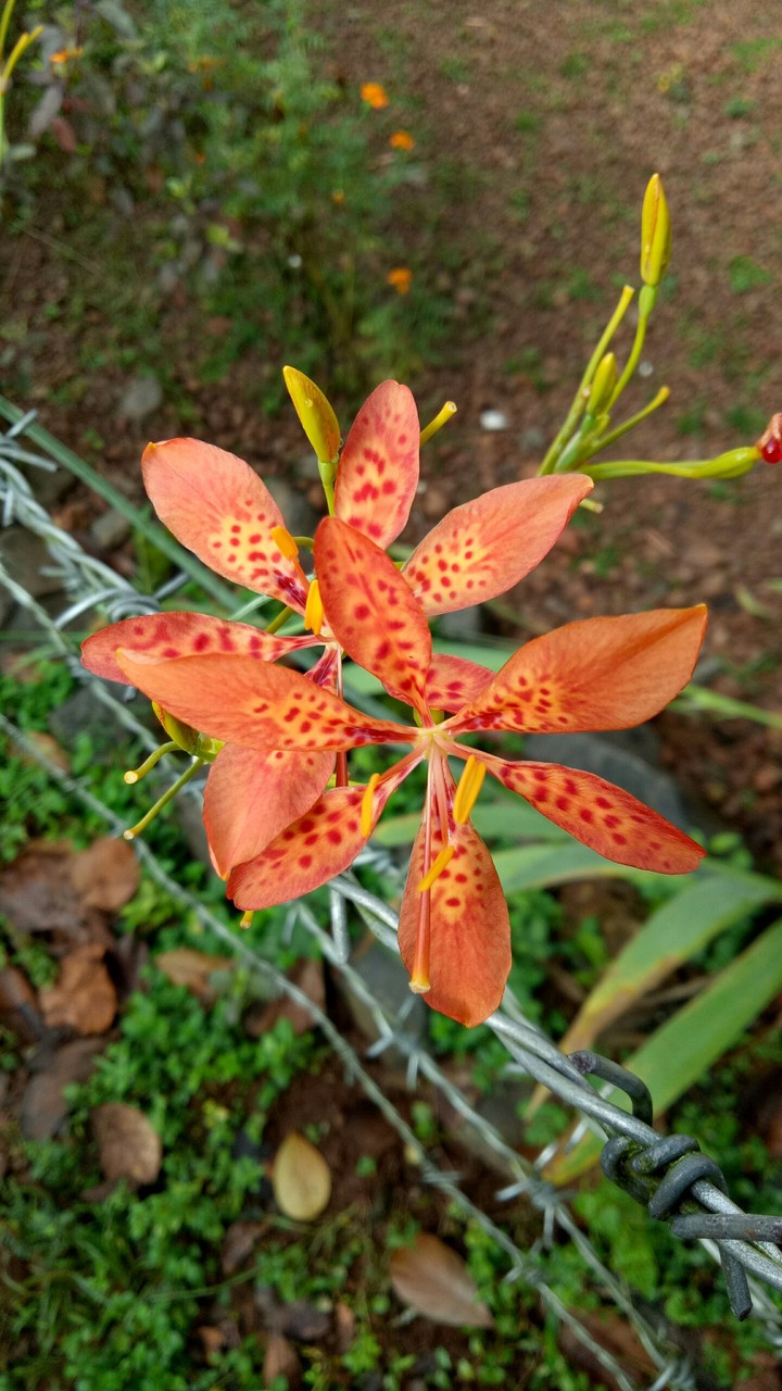 flowers