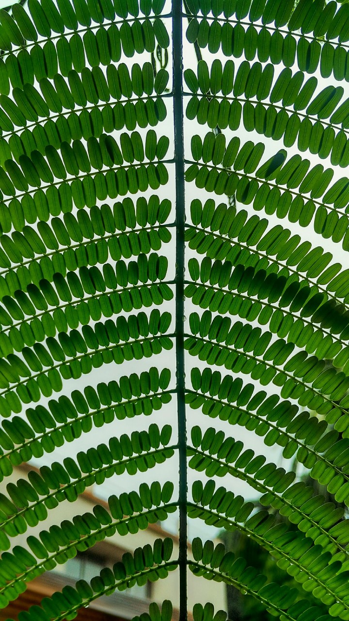 Green little leaves