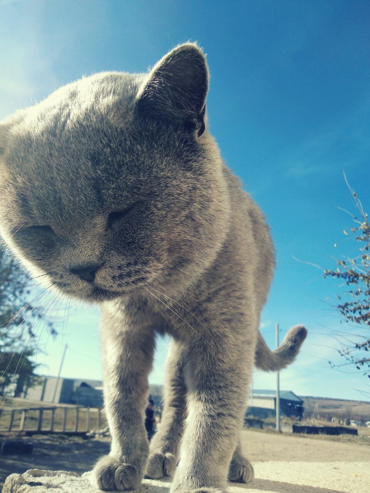 Котище