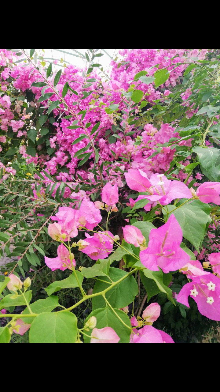 Pink flowers