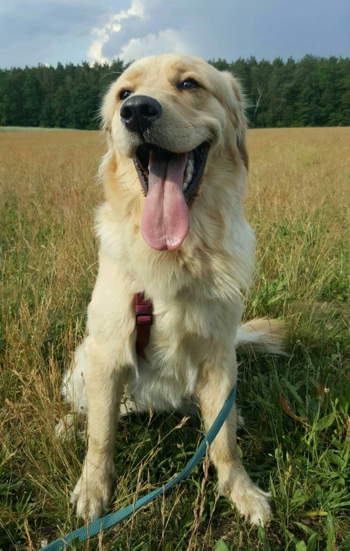 Golden Retriver #Holly