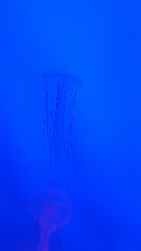 Octopus in the blue