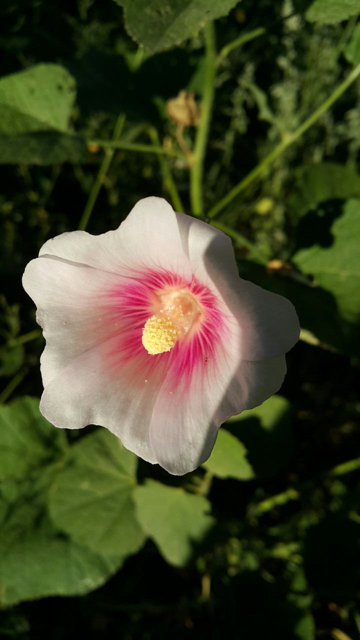 Hibiscus
