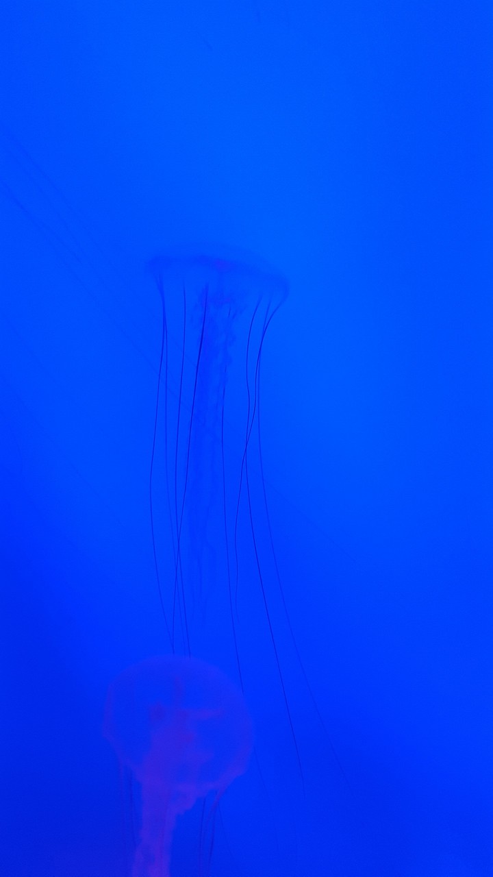 Octopus in the blue