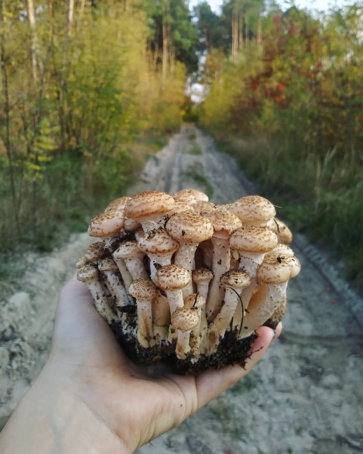 ліс
