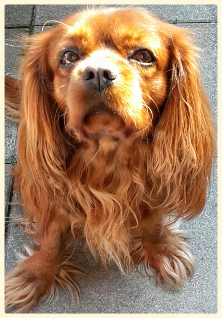 dog