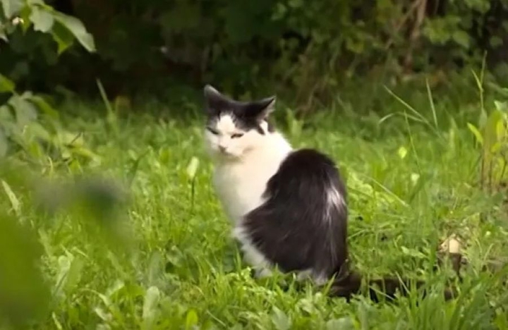 猫