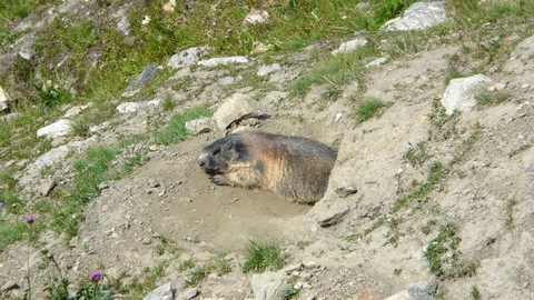 Ureinwohner die Murmeltiere