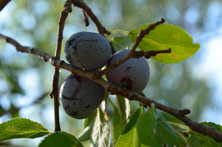 Plums
