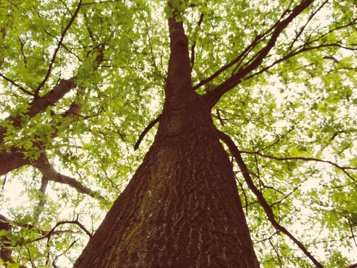 tree