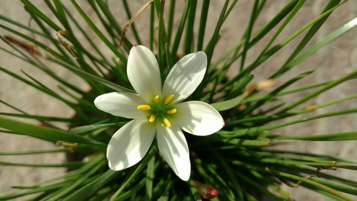 surprise flower