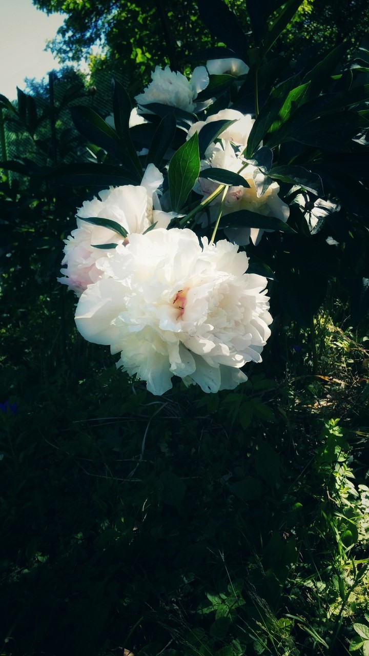 white peony