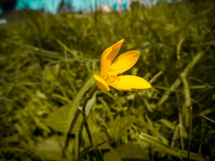 Beautiful Flowers #Flowerlove