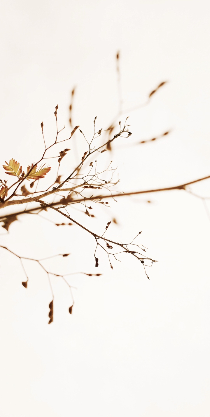 dry twigs