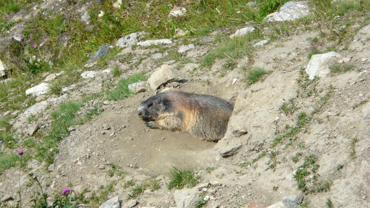 Ureinwohner die Murmeltiere