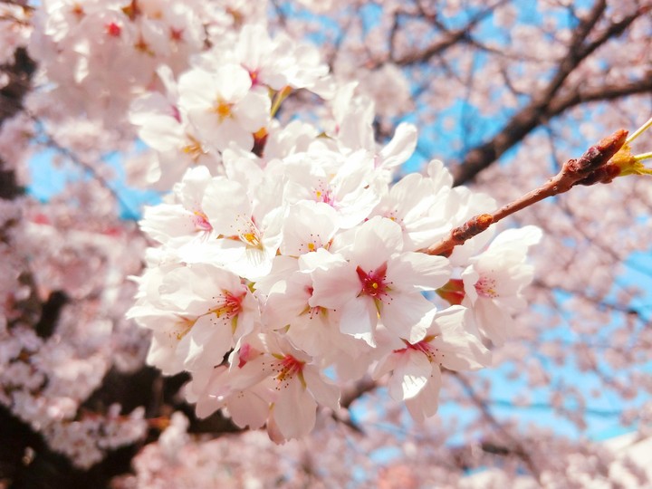 cherry blossoms
