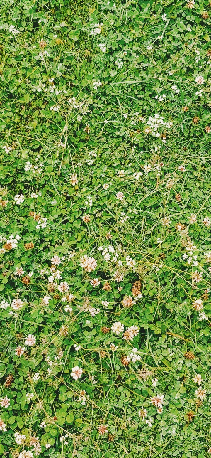 Grass