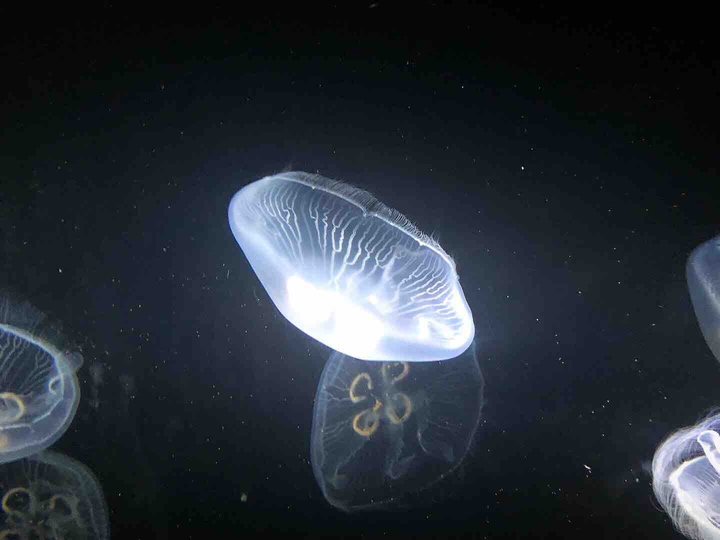 jellyfish