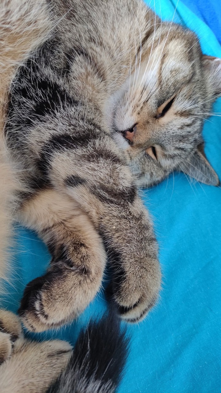 kitty in blue