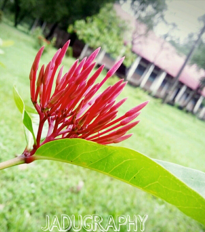 red flower