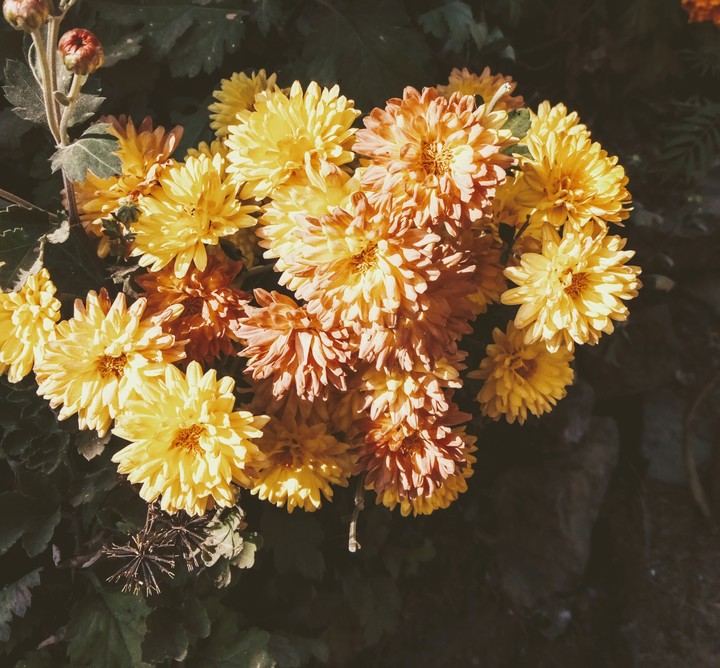 flower