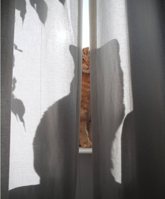 Агент 00кот