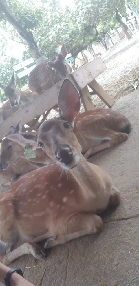 deer