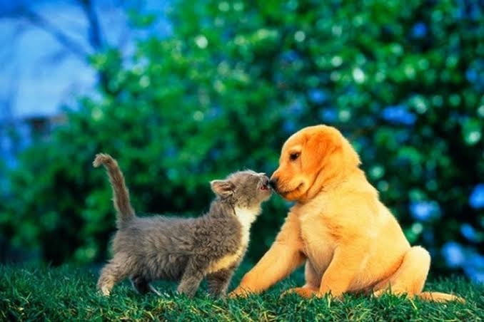 friends