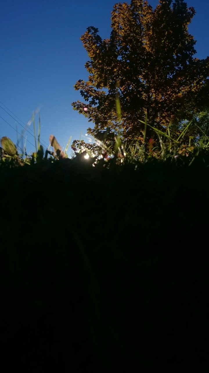 gras