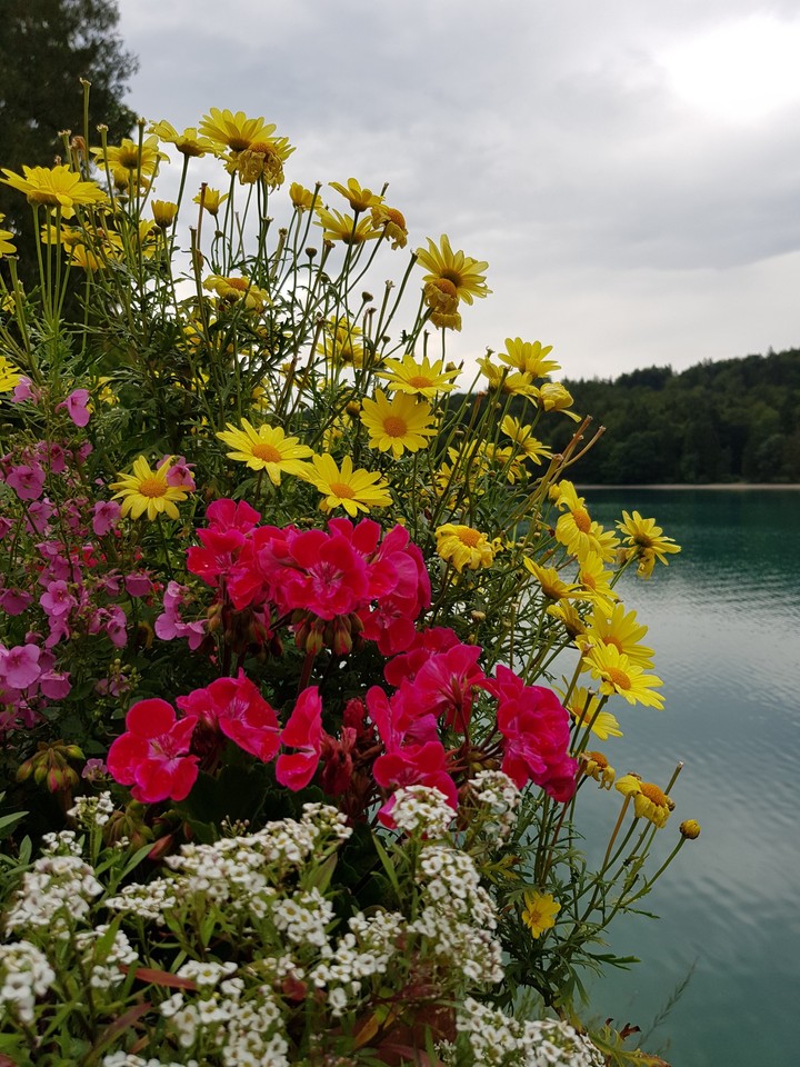 Flowers